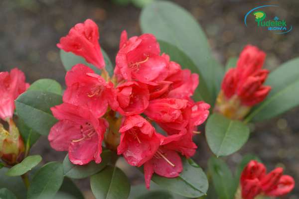 Rhododendron Lampion